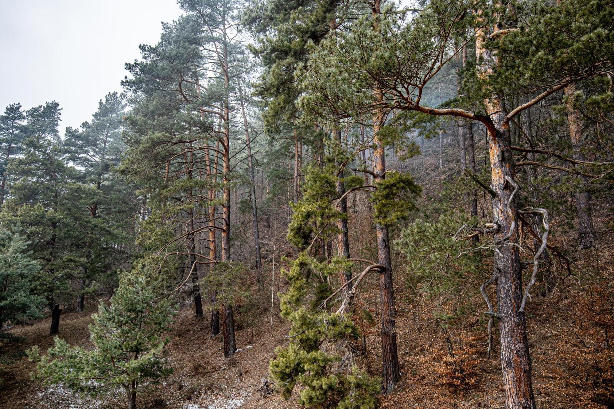 Carpentiere Arena Hotel Răşinari Kültér fotó